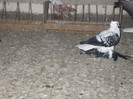 DSCF0805