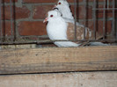 DSCF0806