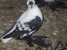 DSCF0833