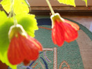 DSCN2384