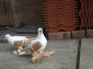 DSCF1172