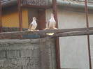 DSCF1196