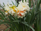DSCN2376