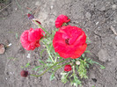 DSCN2403
