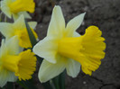 DSCN2424