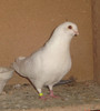mascul 2011