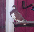 mascul 2010