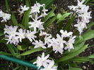 chionodoxa albi