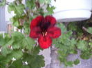 muscata englezeasca