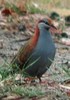 BrushBronzewing(TMT)