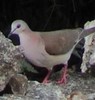 CaribbeanDove(WvdS)