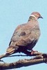 ChileanPigeon(JT)