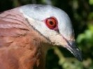 ChiriquiQuail-dove(CS)