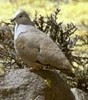 Golden-spottedGround-Dove(GGSS)