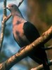 GreenImperial-Pigeon(RS)