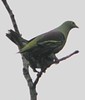 Grey-cheekedGreenPigeon(AC)