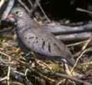 GroundDove(DD)
