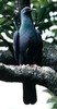 JapaneseWood-Pigeon(HT)