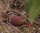 KeyWestQuail-Dove(WvdS)