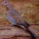 LaughingDove(EK)