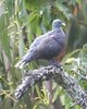 LaurelPigeon(Cursorius)