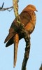 LittleCuckoo-Dove(IL)