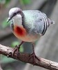 LuzonBleeding-HeartPigeon(BC)