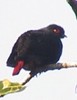 MadagascarBlue-Pigeon(WvdS)