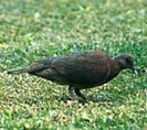 MadagascarTurtle-Dove(GGSS)