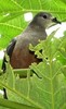 MicronesianImperial-Pigeon(MT)