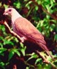 MountainImperialPigeon(FC)
