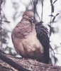 MourningDove(ET)