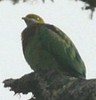 OrnateFruit-Dove(HT)