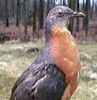 PassengerPigeon3