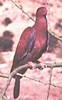 PeruvianPigeon(NEO)