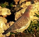 PicazuroPigeon(AE)