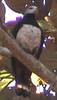 Pink-belliedImperial-Pigeon(WvdS)