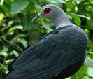 PinonImperialPigeon(DJ)