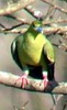 Pin-tailedGreen-Pigeon(SS)
