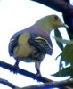 PompadourGreen-Pigeon(WvdS)