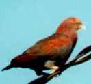 Red-billedPigeon(JC)