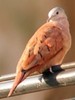 RuddyGround-Dove(HS)