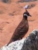 SpinifexPigeon(WvdS)