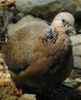 SpottedDove(KN)