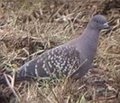Spot-wingedPigeon(AG)