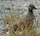 SquatterPigeon(IM)