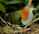 SuperbFruit-Dove(HJB)