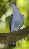 TopknotPigeon(GHLK)