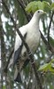 TorresianImperial-Pigeon(TS)