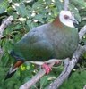 White-belliedImperial-Pigeon(TC)